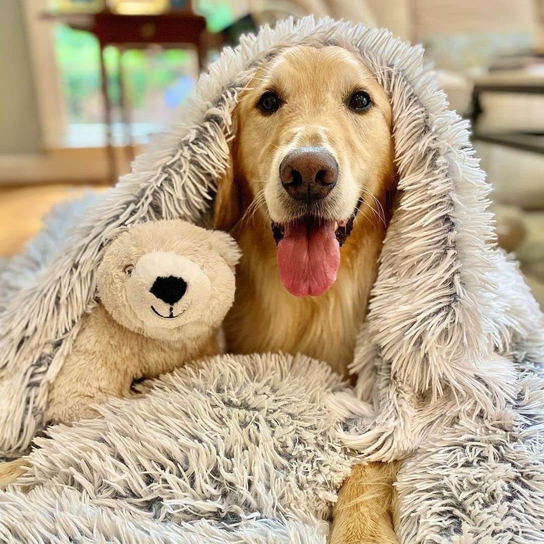 MAVORNE CalmFleece Pet Blanket 1