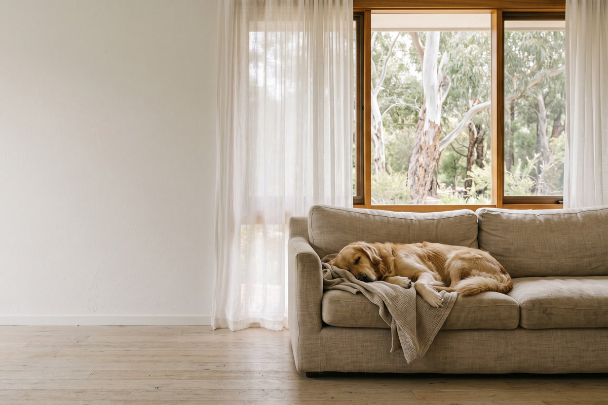 Golden retriever asleep on a linen sofa in a bright living room with sheer curtains